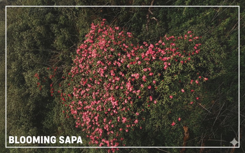 Hình ảnh hoa Đỗ Quyên nở rộ nhìn từ trên cabin cáp treo xuống
